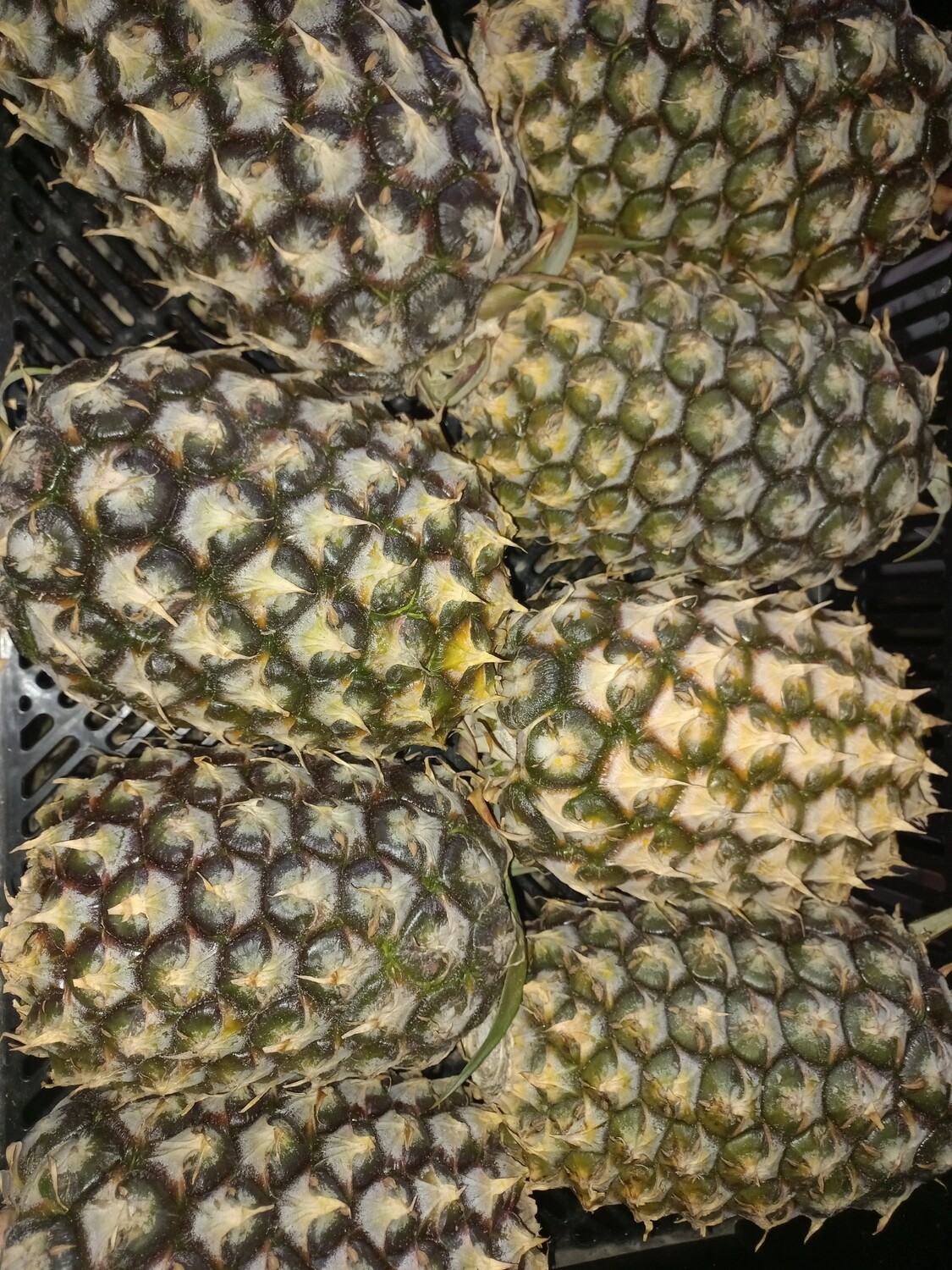 Fruit pineapple