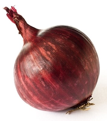 Onion red single 