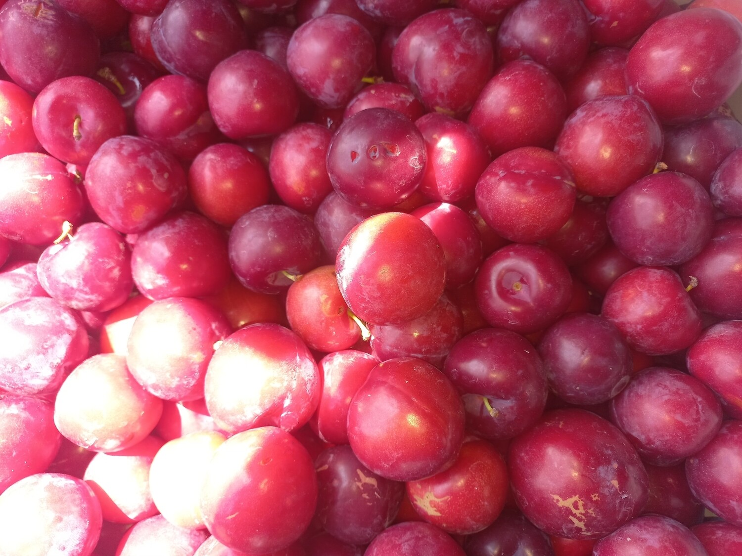 Stonefruit plums x4 