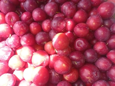 Stonefruit plums x4 