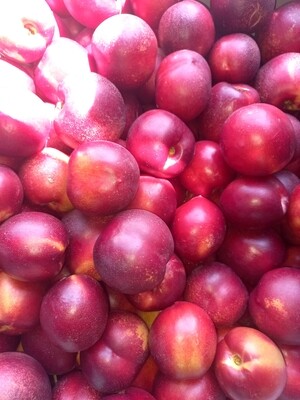 Stonefruit  nectarines  x1