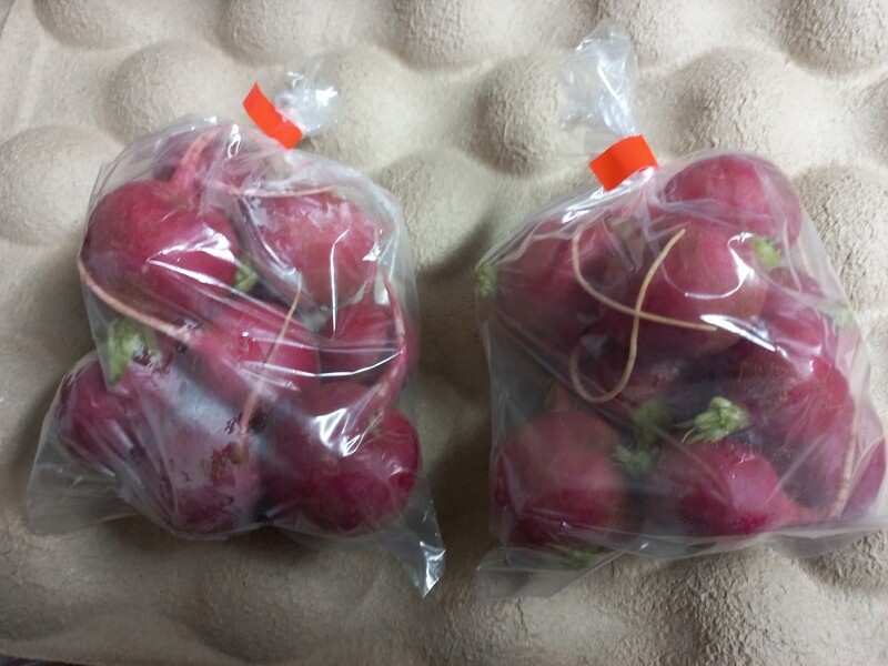 Radish pkt 8-10