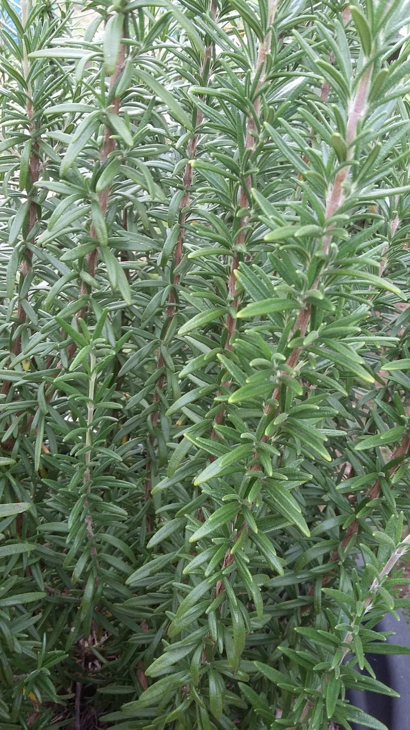 herbs fresh rosemary bunch