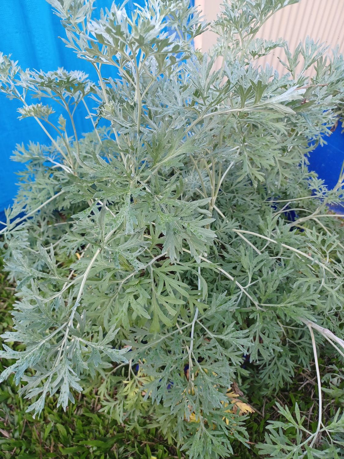 Herbs fresh Wormwood 