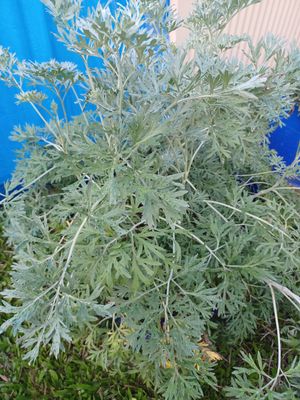 Herbs fresh Wormwood 