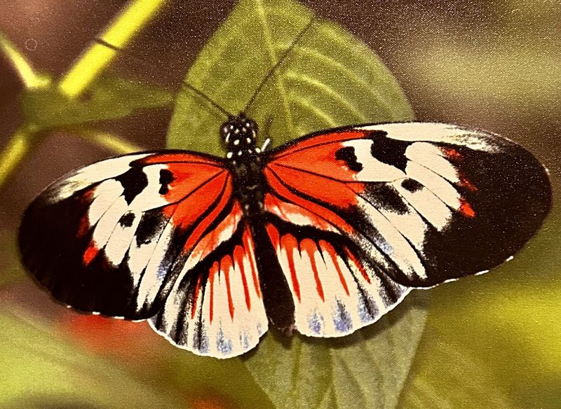 Butterfly photo on canvas, 2