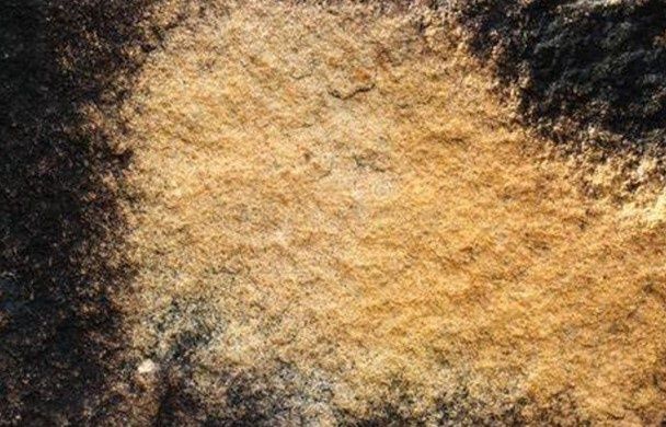 Bioactive Desert Substrate