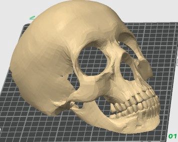 Skull Hide