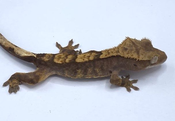 Harlequin Crested Gecko