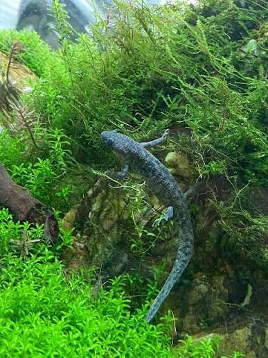 Spanish ribbed newts