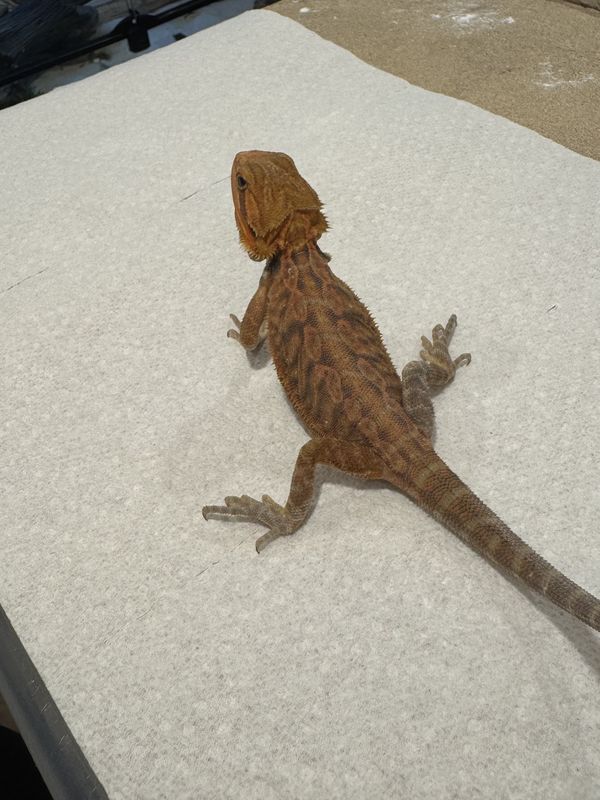 Bearded dragon