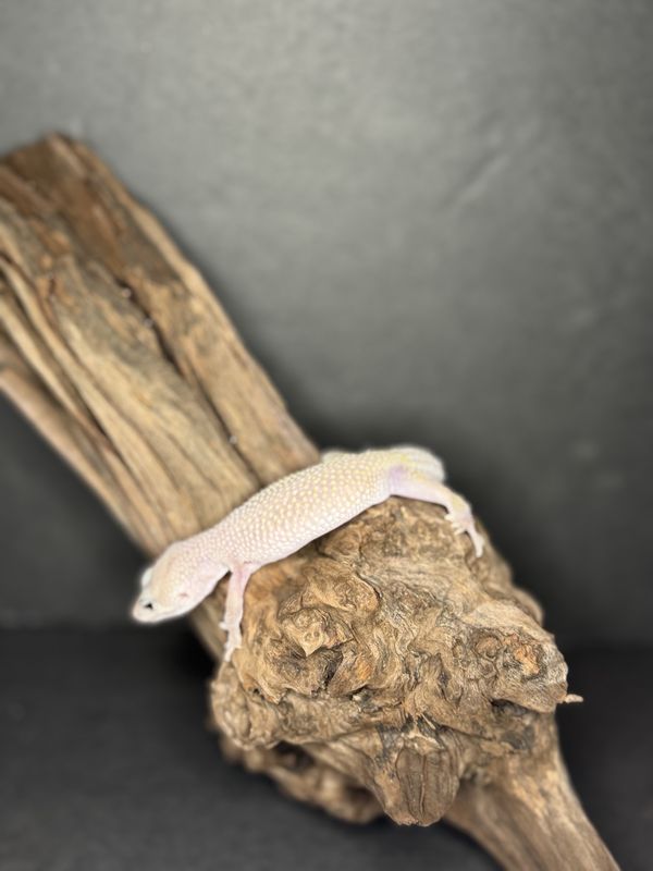 Blizzard leopard gecko