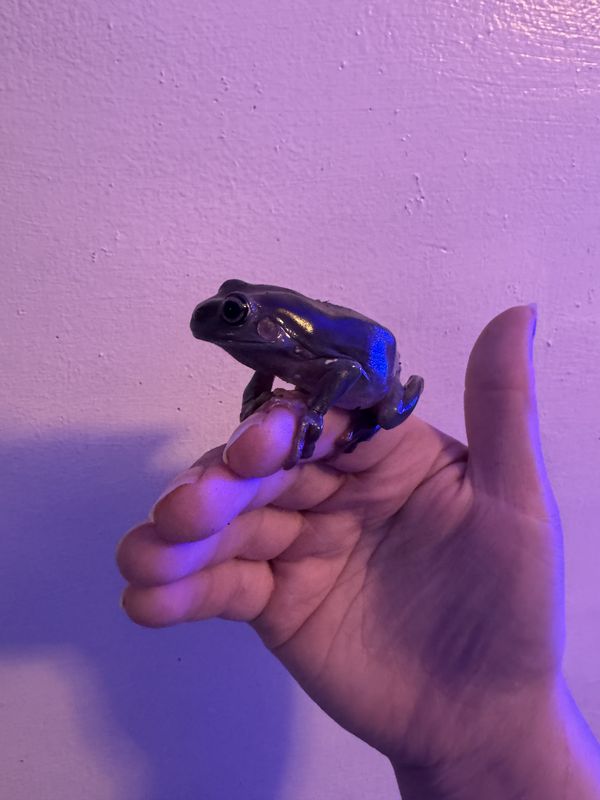 Whites Tree Frog