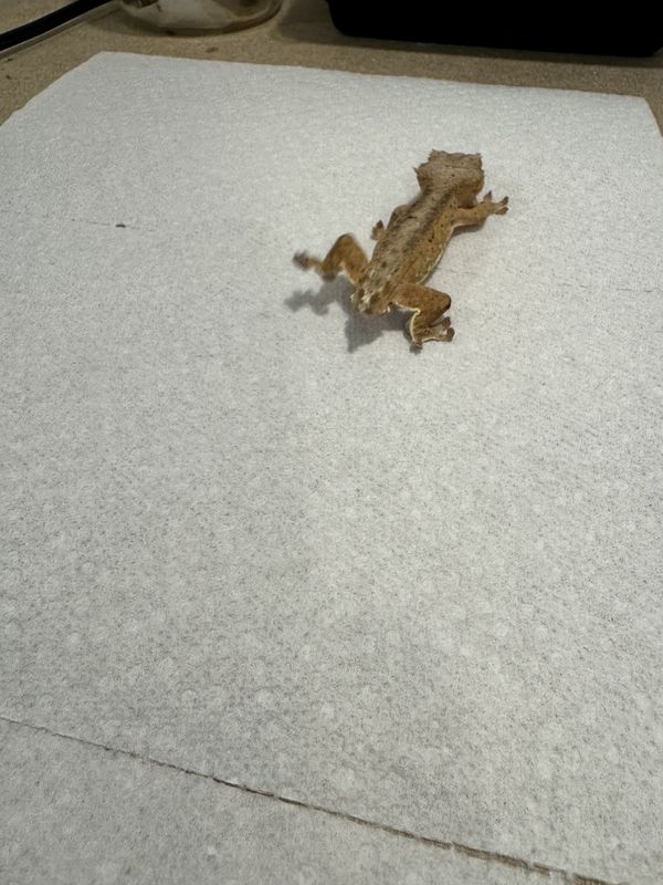 Lily White Crested Gecko