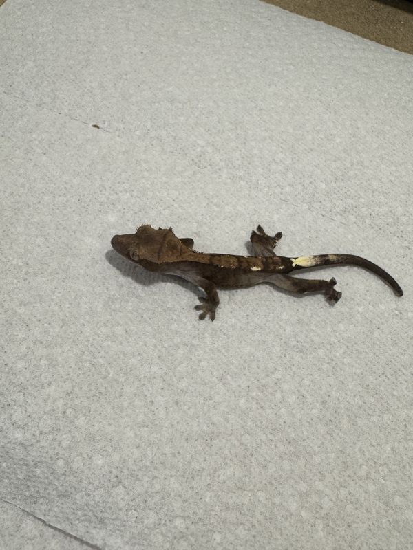 Cappucino crested gecko