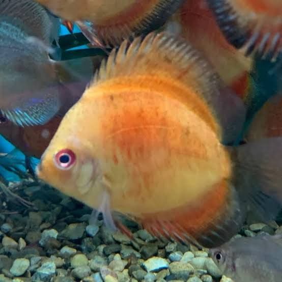 Melon Discus