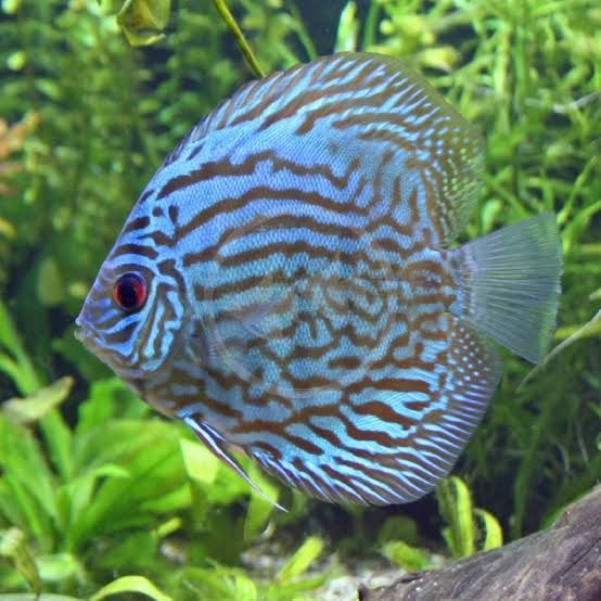 Turquoise blue discus