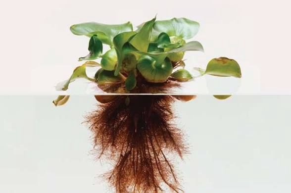 Water Hyacinth