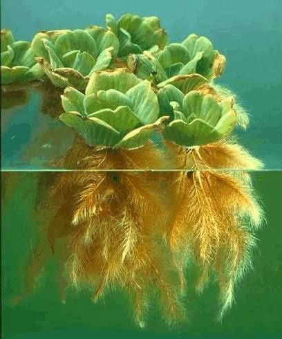 Water Lettuce