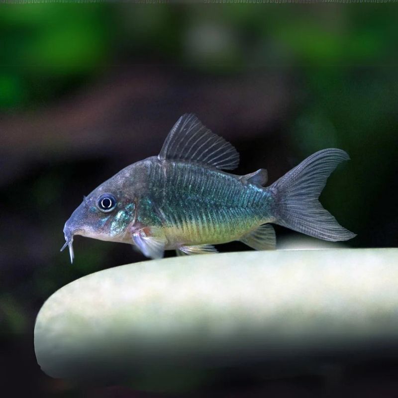 Green Corydora