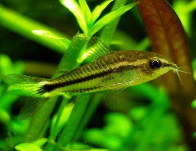 Pygmy Blackline   Corydora