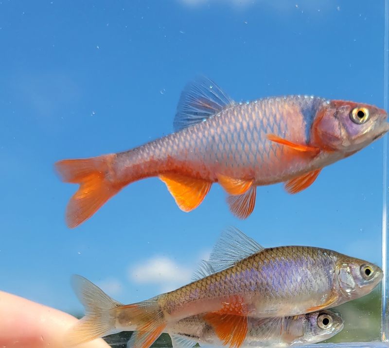 Rainbow Dace