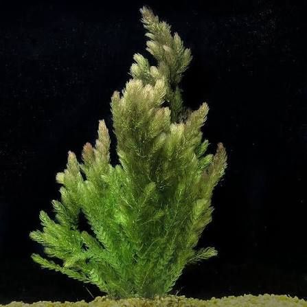 Hornwort