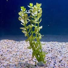 Bacopa Bunch
