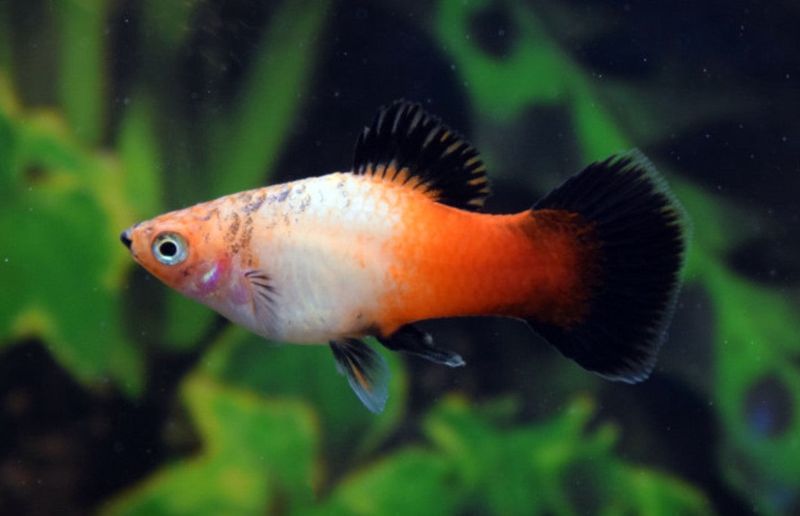 Showa Tricolor Platys