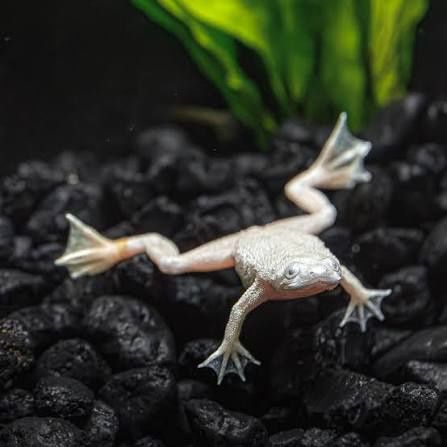 African dwarf frogs