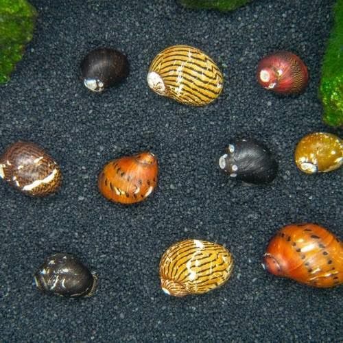 Nerite Snails