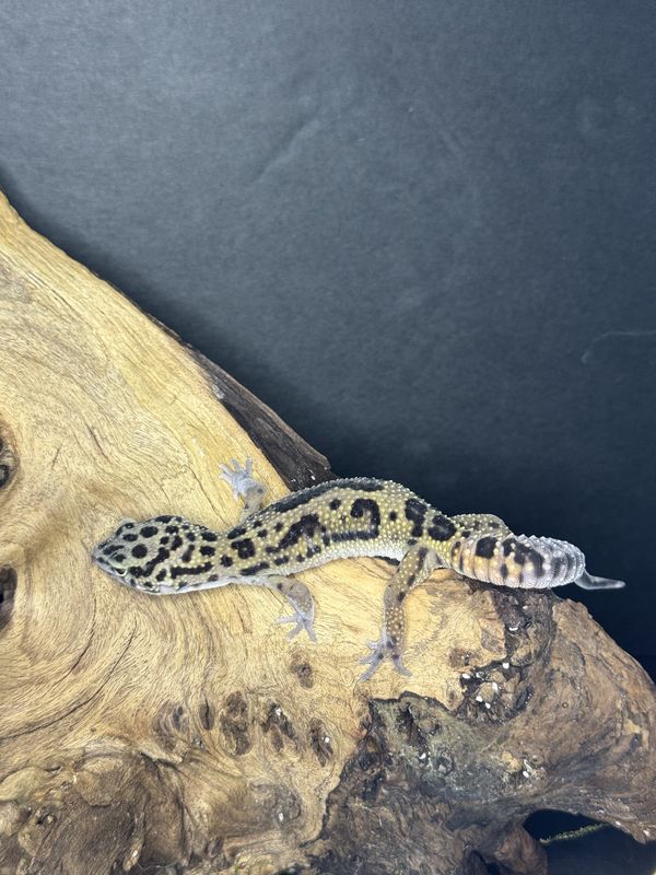 Jungle leopard gecko