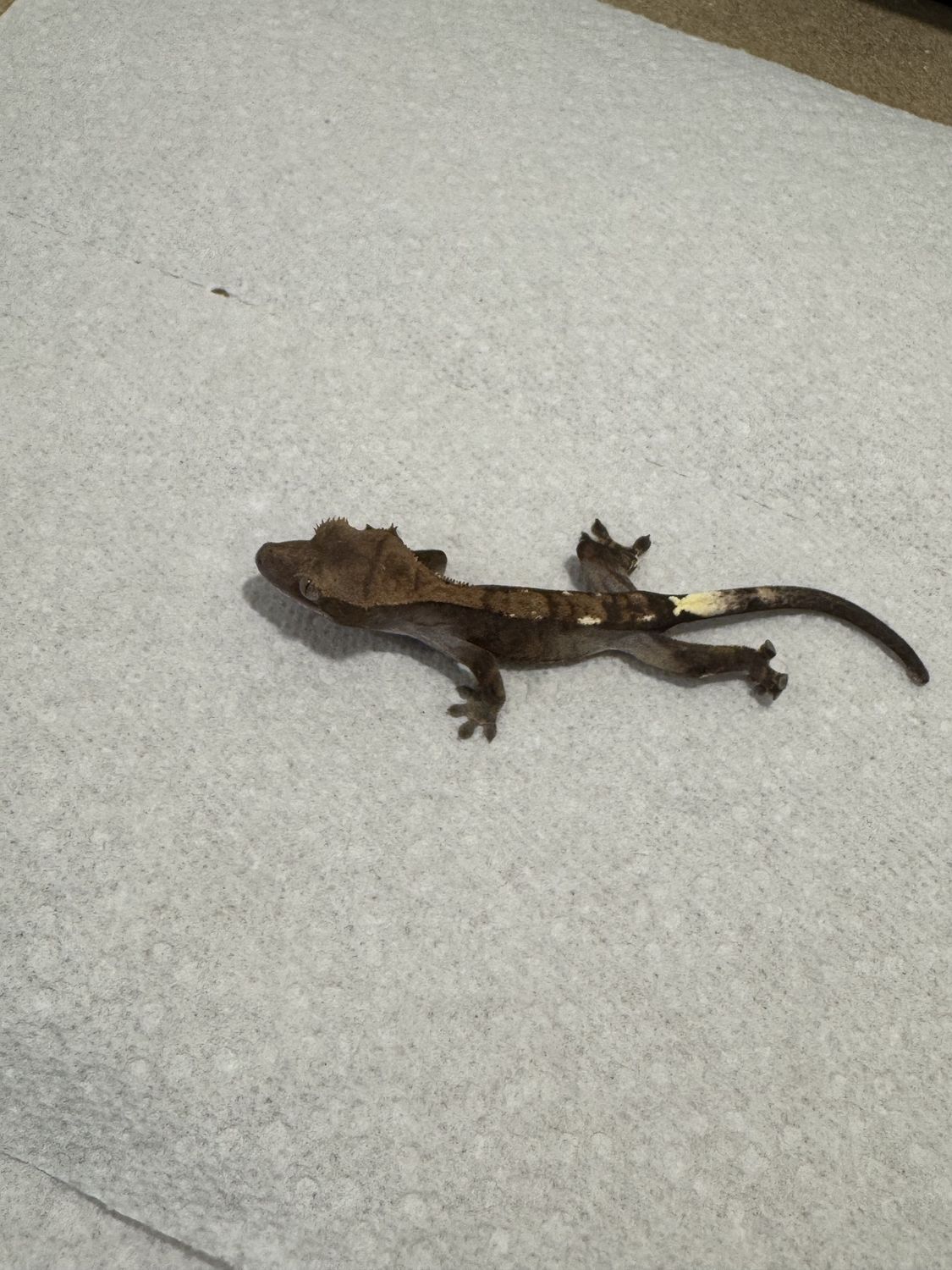 Cappucino crested gecko