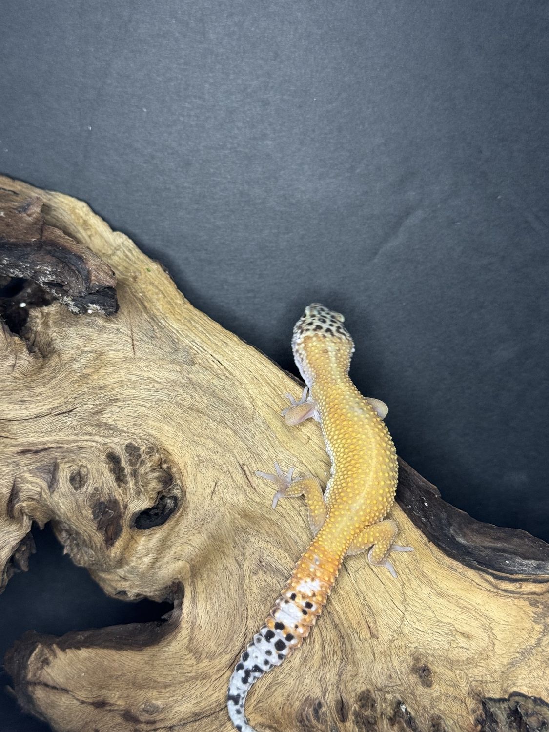 Carrot tail - Leopard Gecko
