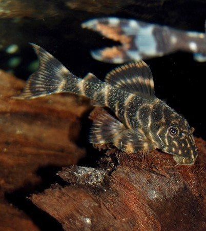 Clown Pleco