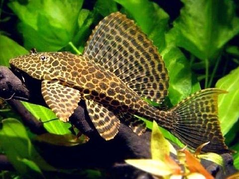 Gibbiceps-Leopard Hifin Pelco
