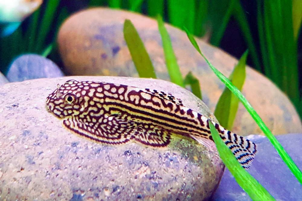 Chinese Borneo Hillstream Loach