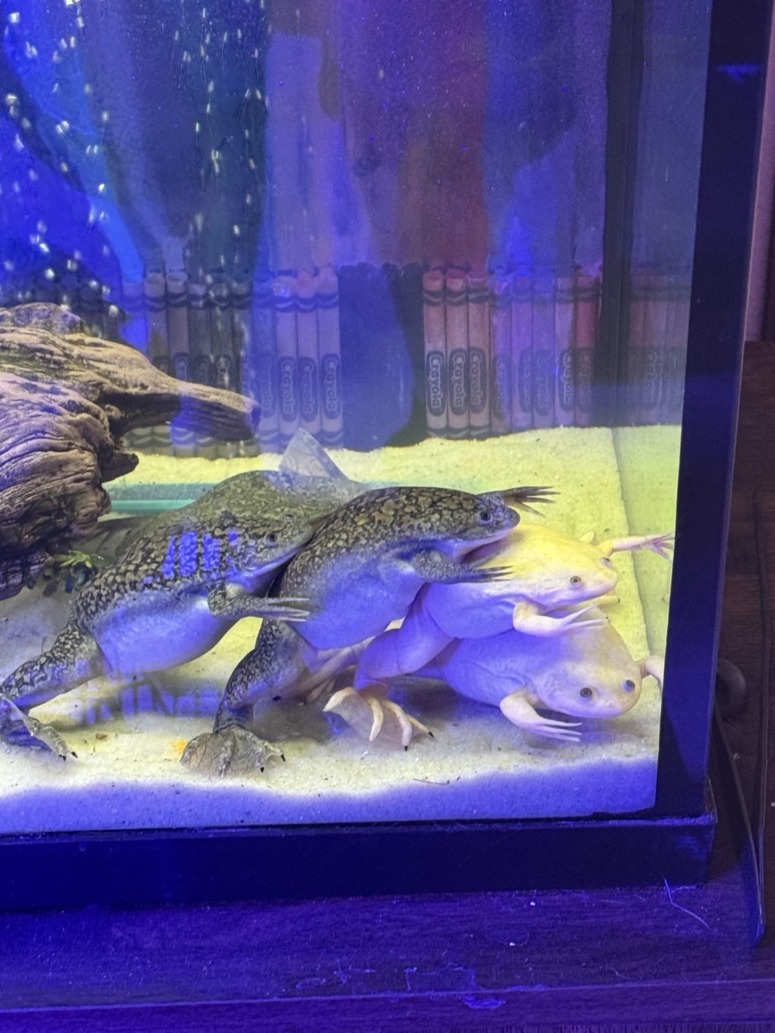 African Clawed Frogs