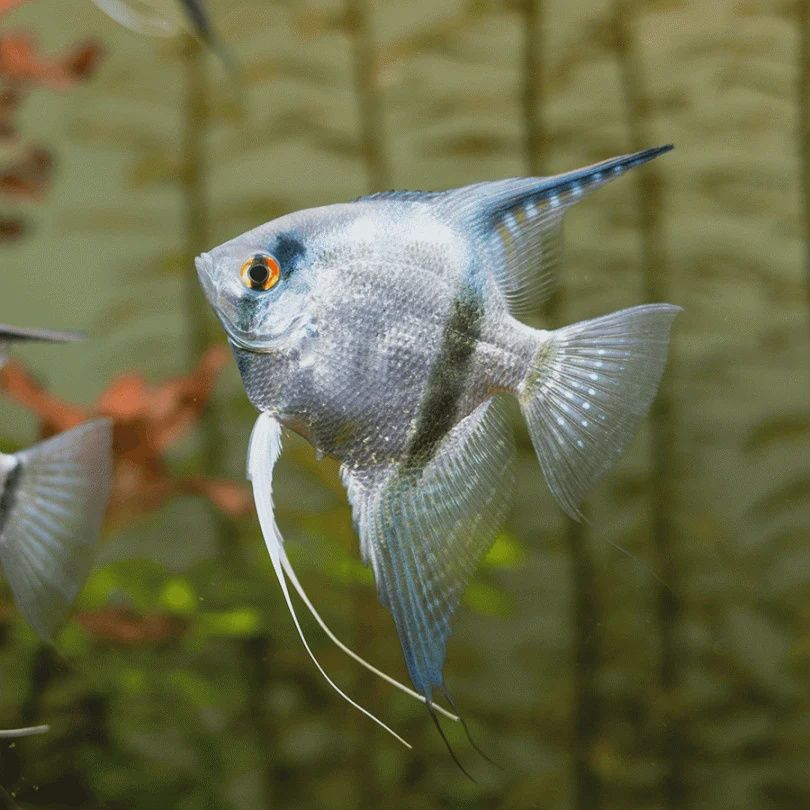 Angelfish Silver