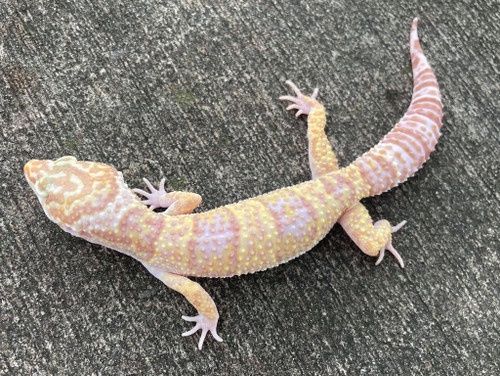 Albino Leopard Gecko