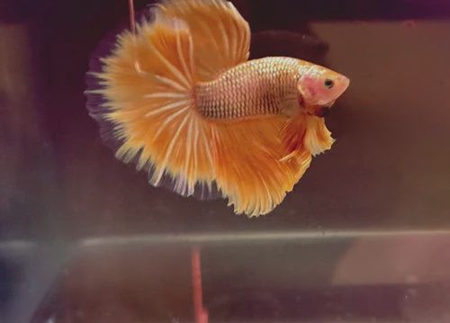 24K Gold Male Betta