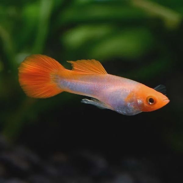 Albino Kohaku (Miracle Koi Red) Female Guppy