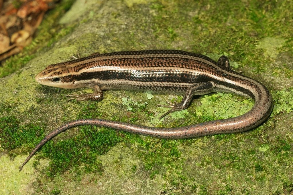 5 lined Skink