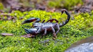 Asian Forest Scorpion