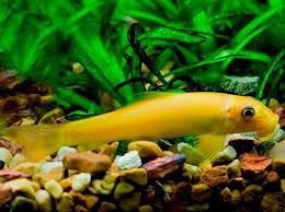 Algae Eater Chinese-Gold &amp; Black