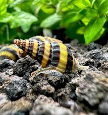 Assassin Snails