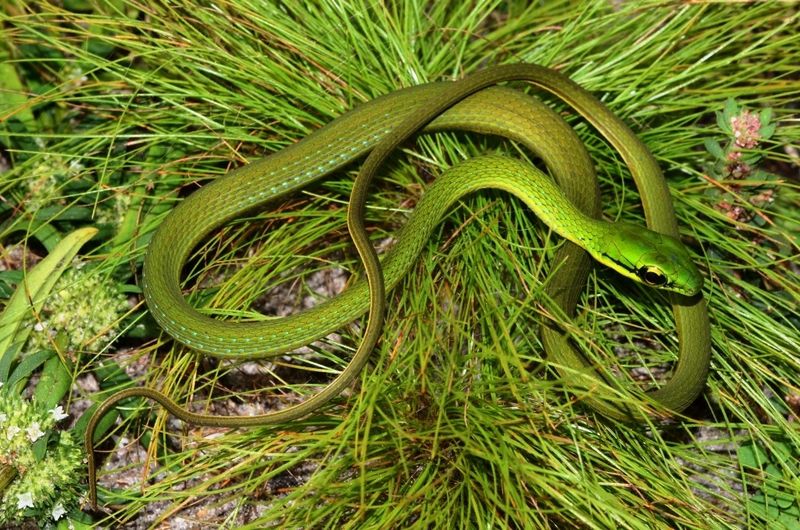 African Emerald Tree Snake