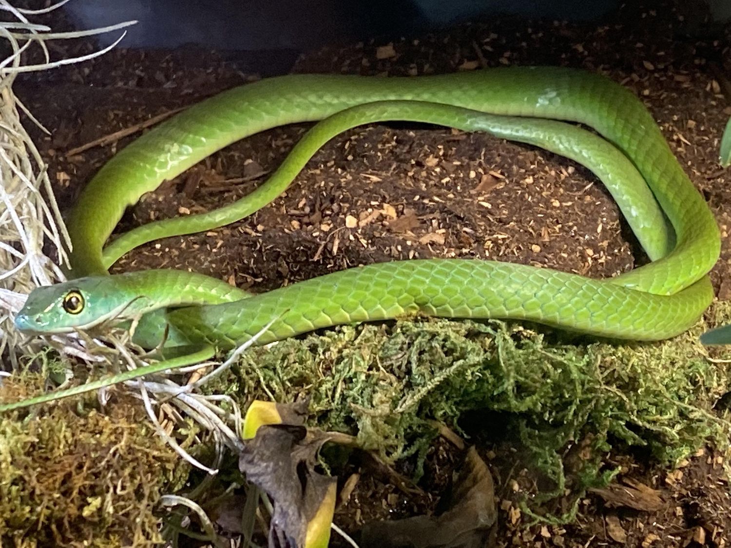 African Green Bush Snake