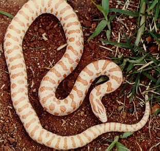 Albino Praire King Snake
