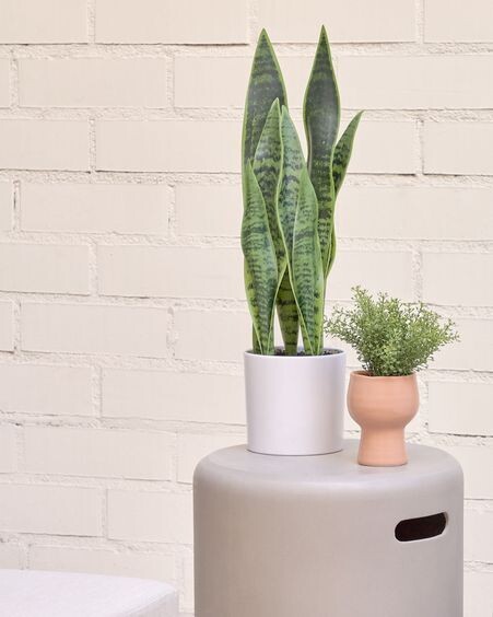 Planta artificial Sansevieria con maceta blanco 55 cm